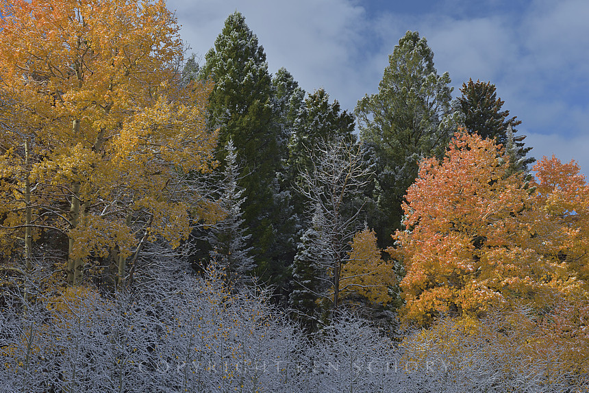 Autumn Leaves and Frost, Beaverhead County, Montana